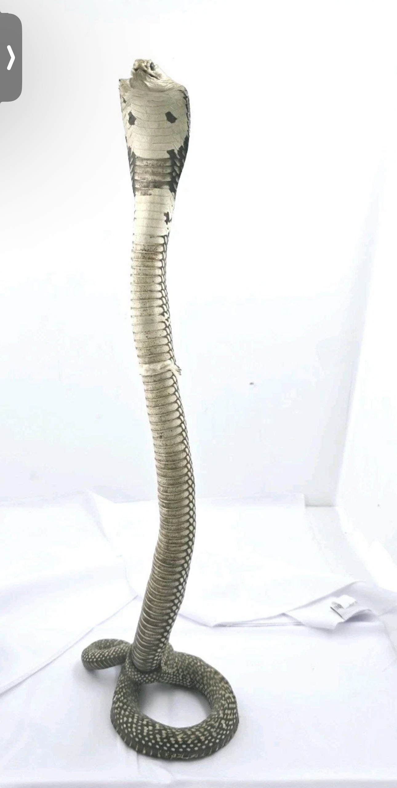 FHCOB0724 - 24” Real Cobra Taxidermy Snake Mount