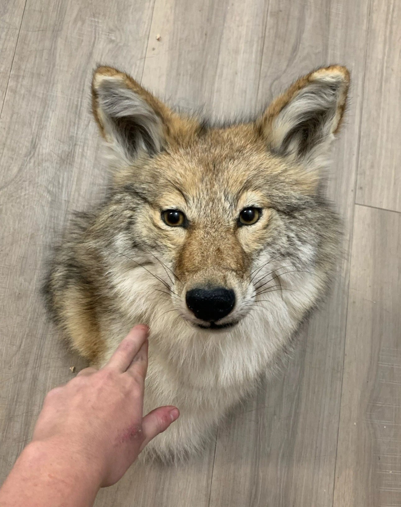 FHWA522 - Museum Quality coyote shoulder mount