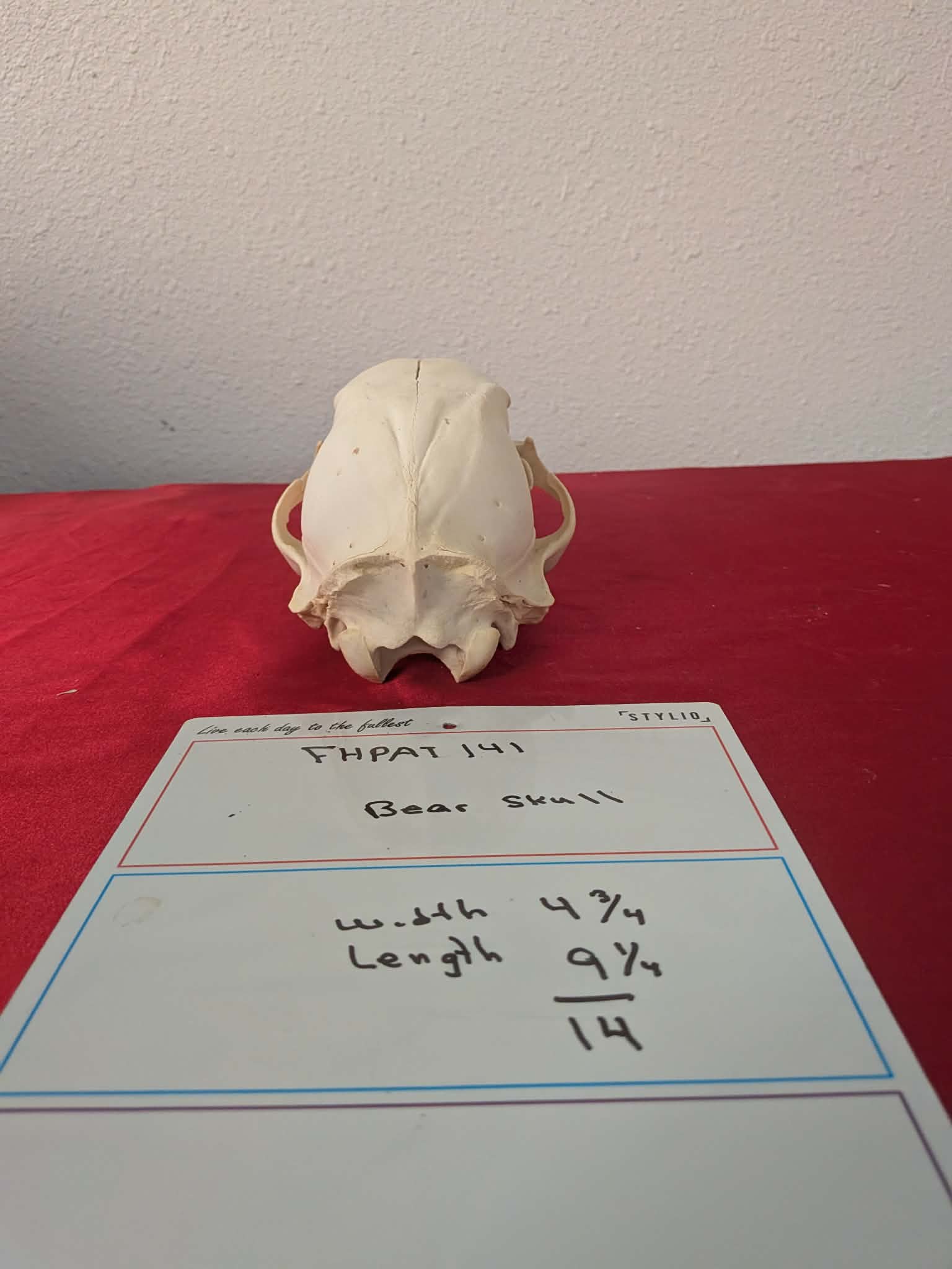 FHPAT141 -professionally cleaned black bear skull
