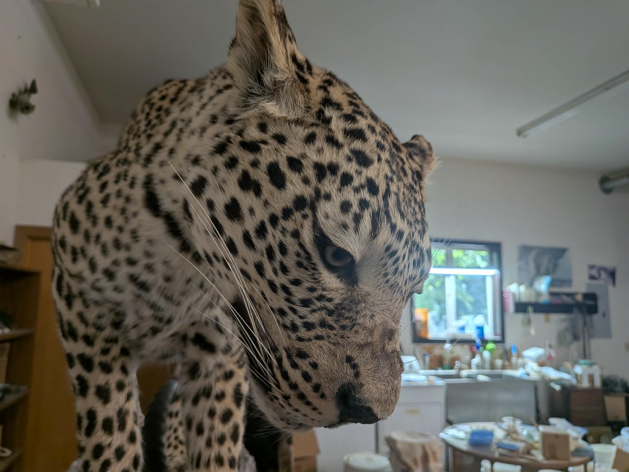 FHPAT739- leopard taxidermy full body mount