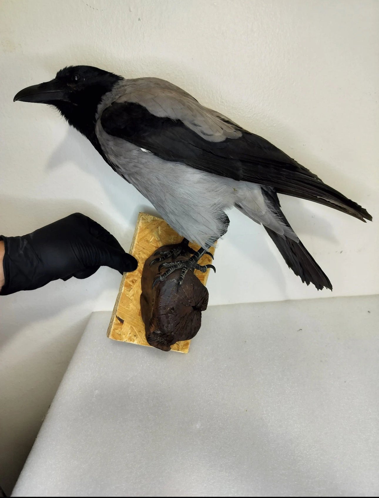 FHBIRD524- Hooded Crow taxidermy mount
