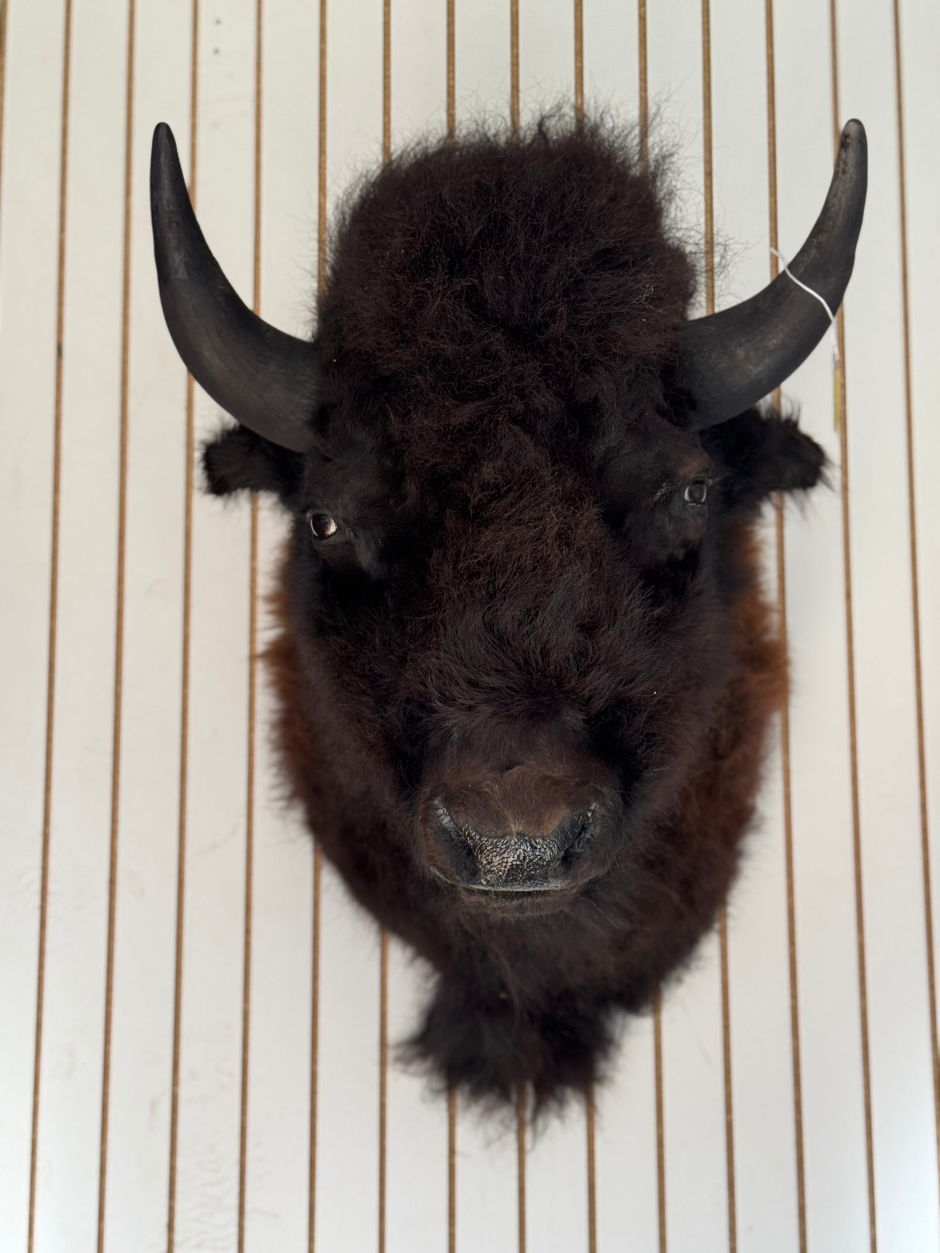 FHDAR355-XL Buffalo Taxidermy Shoulder mount Bull