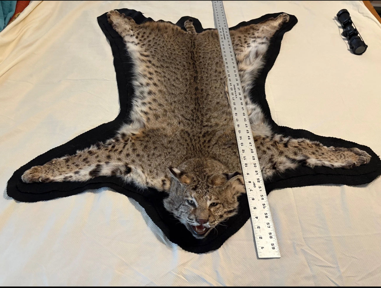 FH0710 - BOBCAT TAXIDERMY rug (Lynx rufus)
