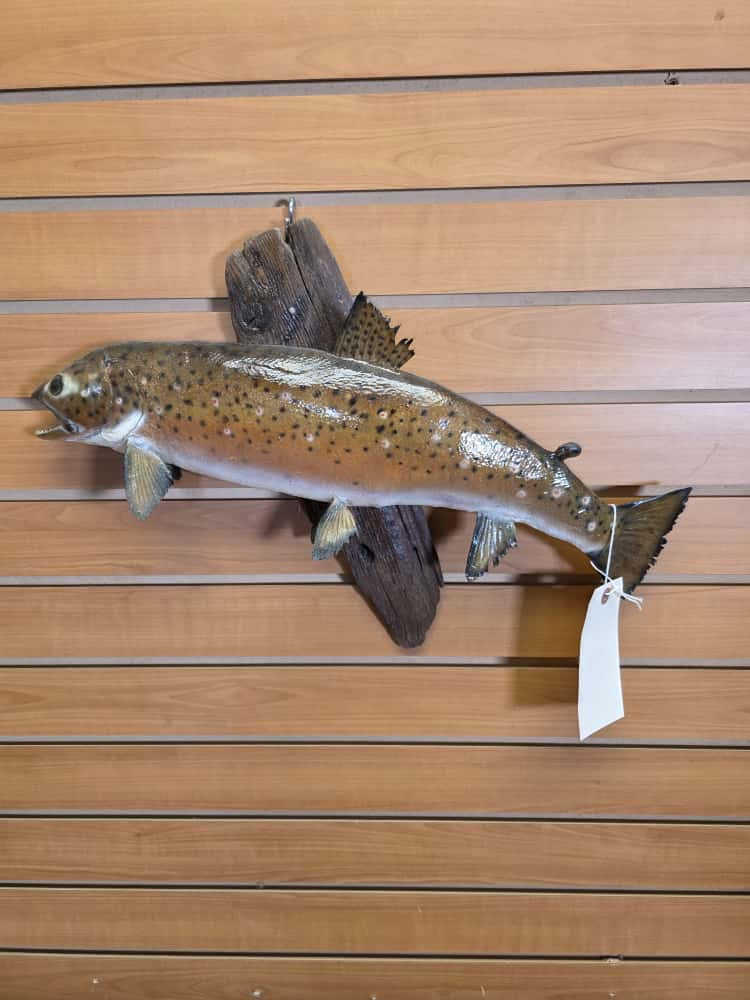 FHCM6292 -22" Brown Trout Real Skin Fish Taxidermy