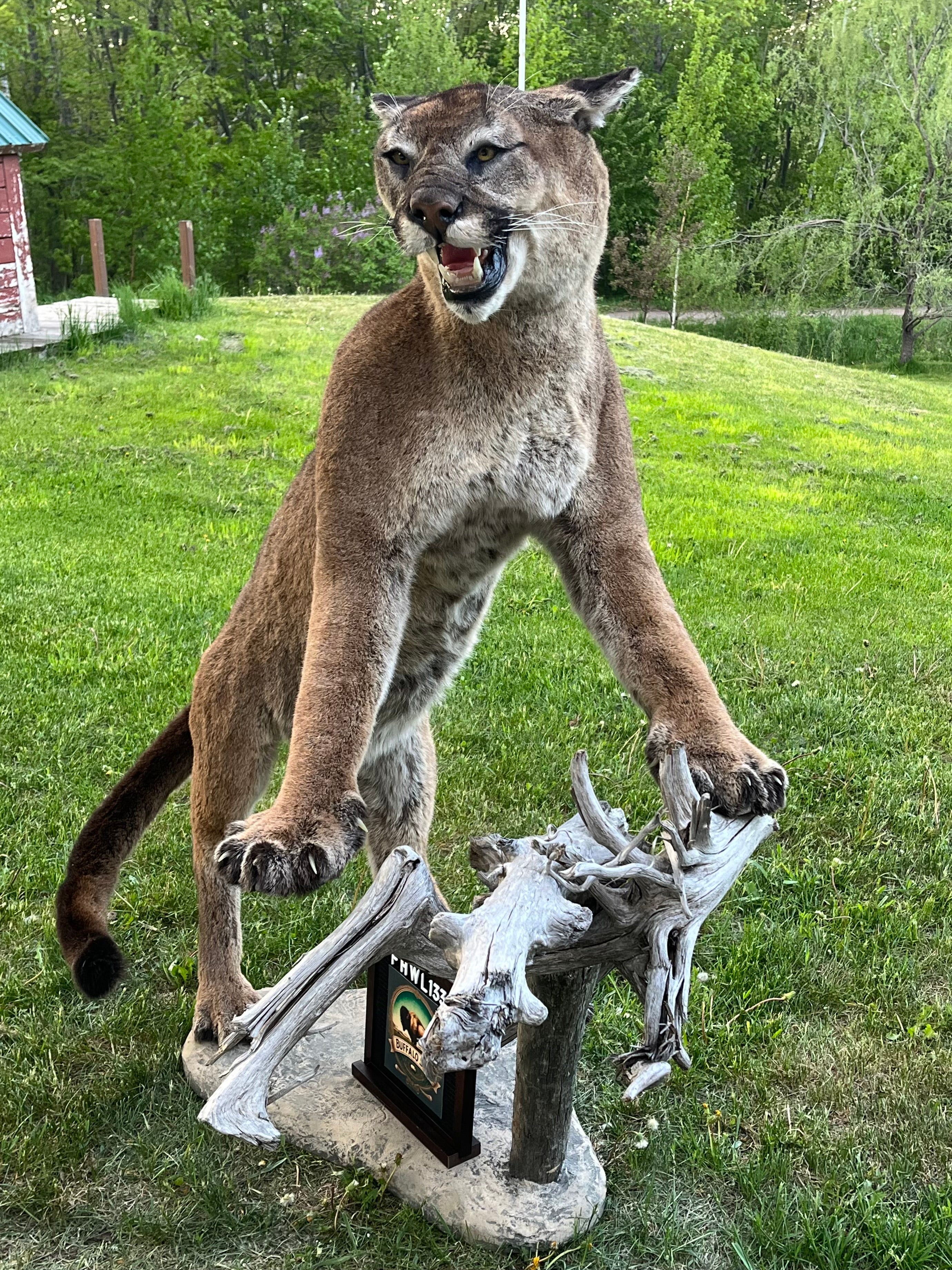 FHWL133 - massive Cougar aggressive Lifesize Taxidermy Mount