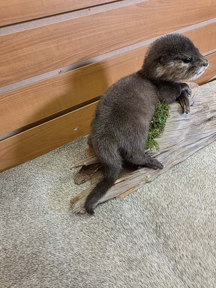 FHCK02 - Rare Baby otter taxidermy mount.