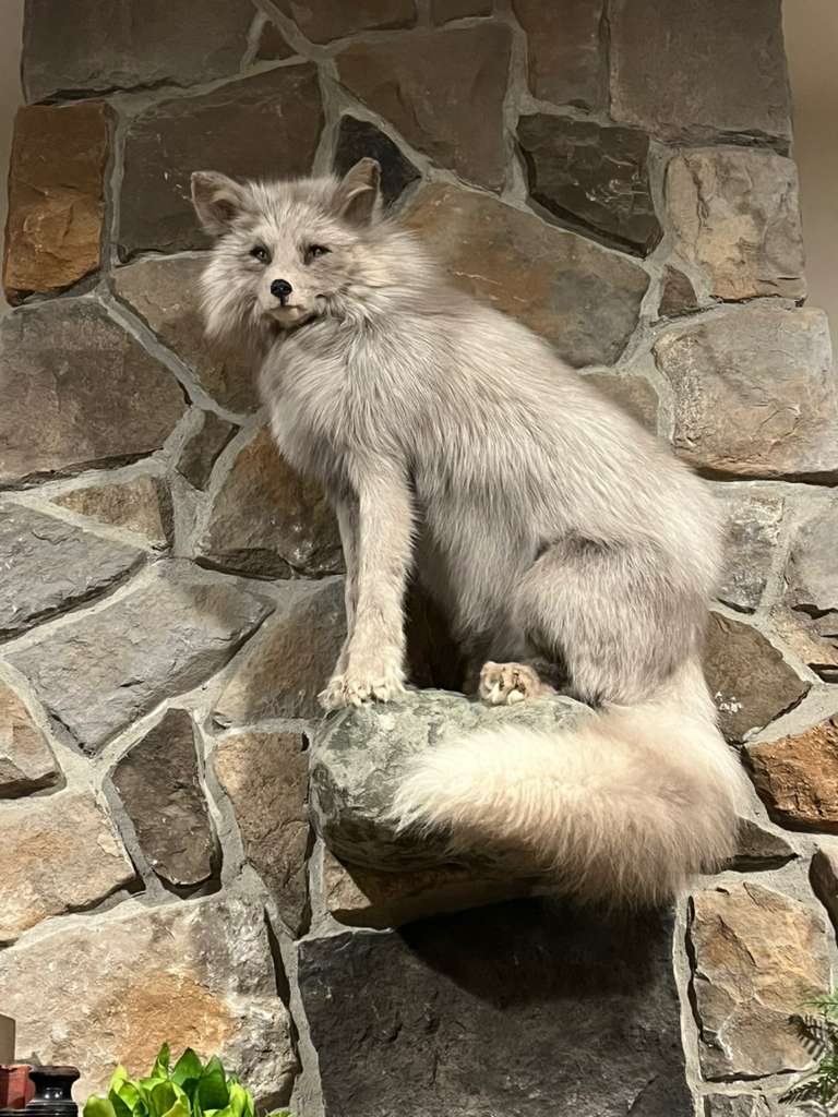 FHWL7 - White Cross Fox Taxidermy mount