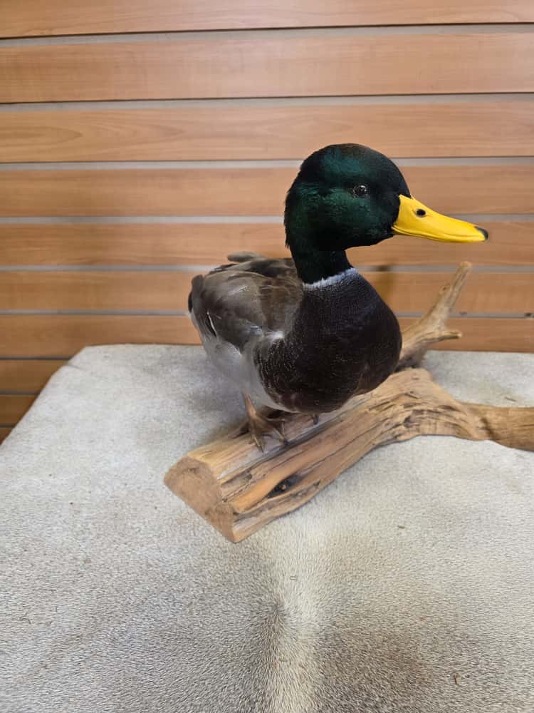 FH7497 -Farm raised domestic mallard duck bird taxidermy