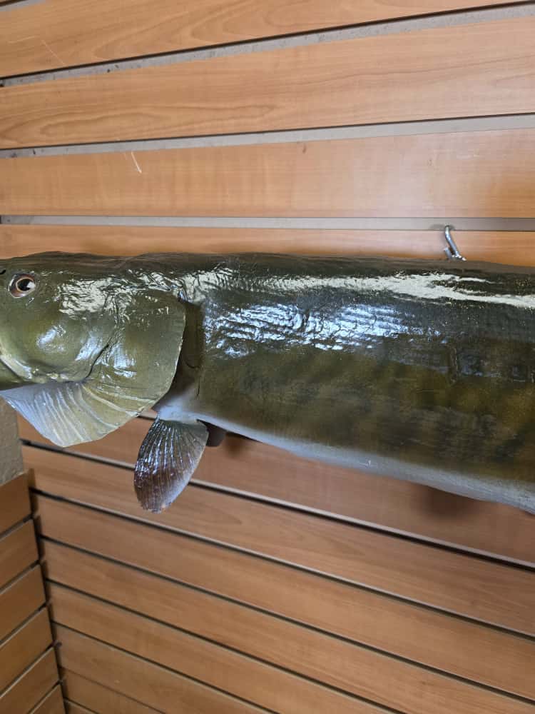 JTV259 - pike fish taxidermy