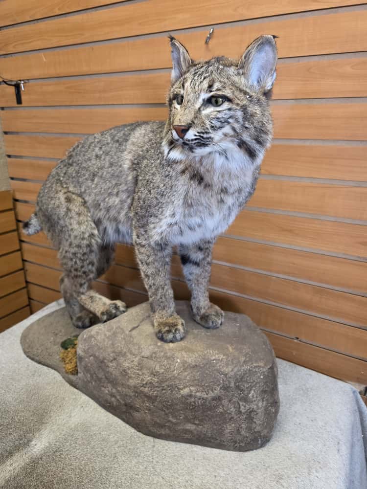 FHEB1013 - Bobcat taxidermy mount