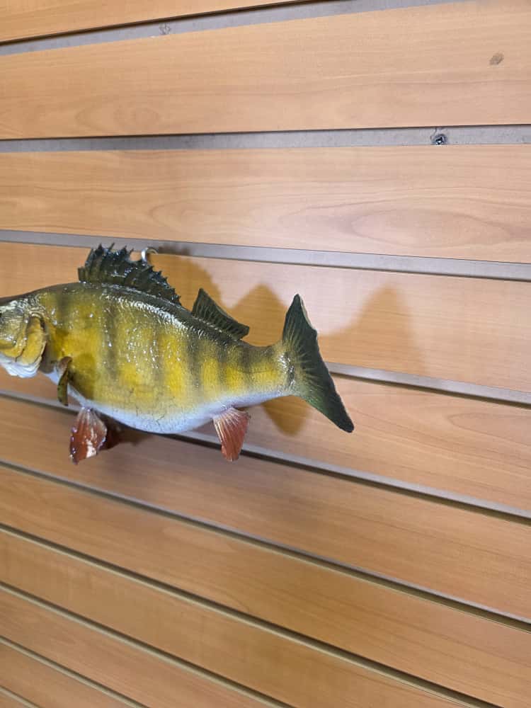 FHCM31 - Perch 12” real skin taxidermy mount