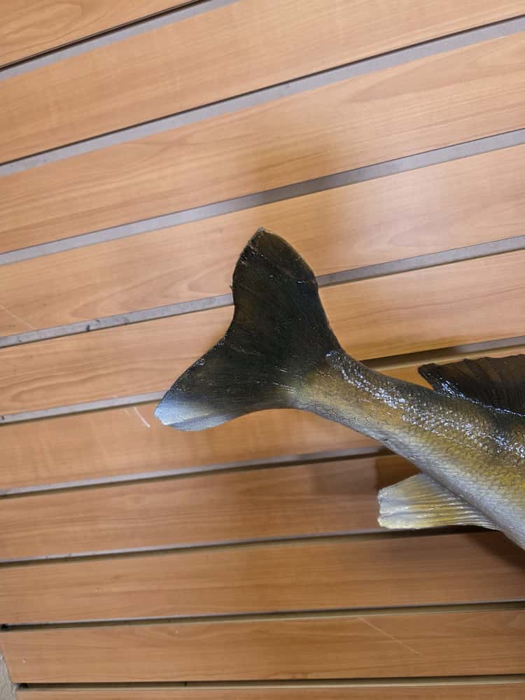 FHCM41 - 27” real skin Walleye taxidermy mount