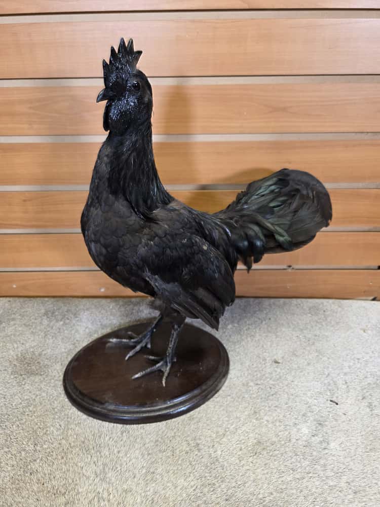FHCM42 - small Black chicken Cemani taxidermy mount
