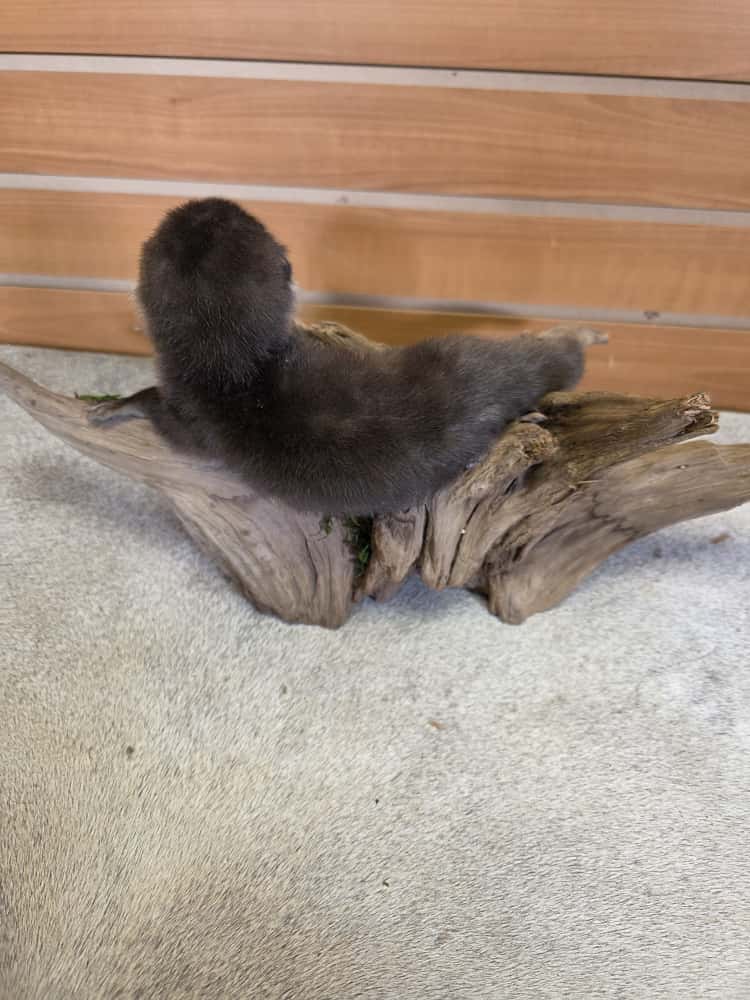 FHCK01 - Rare Baby otter taxidermy mount.
