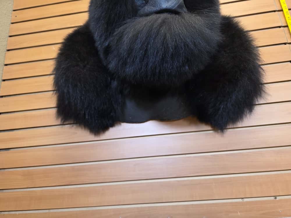 FHCM51 - Reproduction Gorilla Shoulder Mount Taxidermy