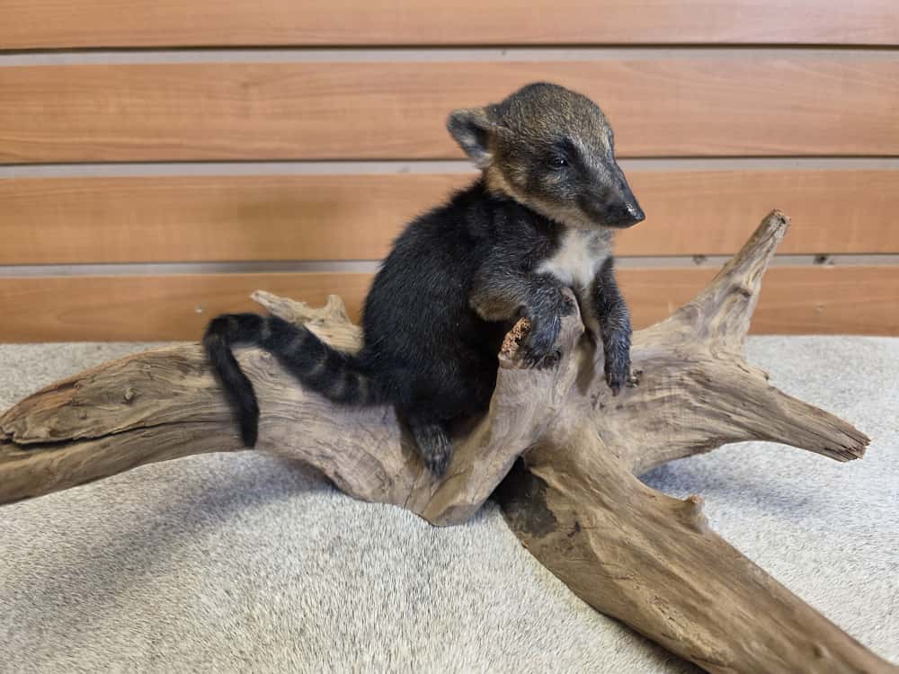 FHCK766 -Baby Coatimundi taxidermy mount