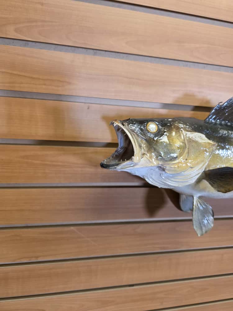 FHCM32 - 25” real skin walleye taxidermy mount