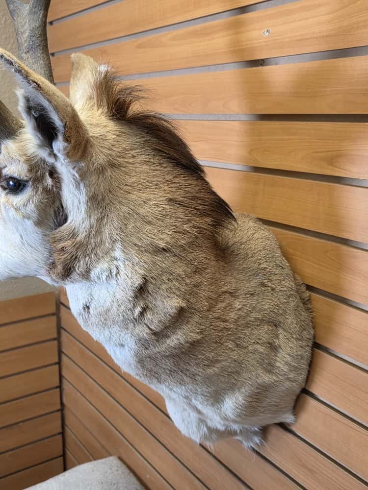 FHCM47 - Pronghorn Antelope Shoulder Mount Taxidermy