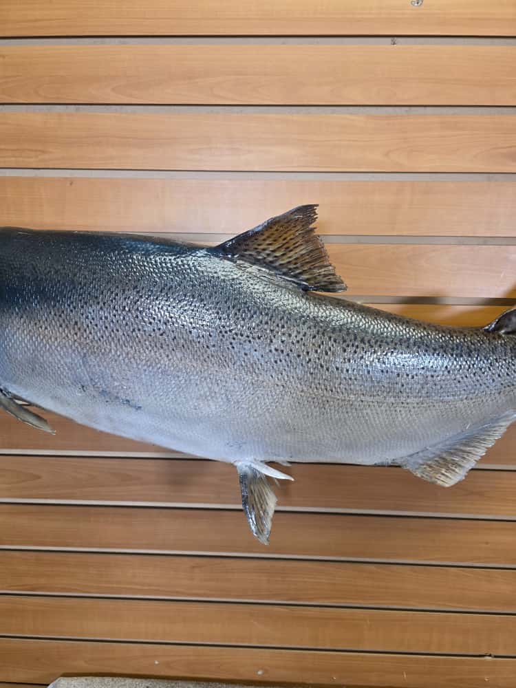FHCM40 -41" King Salmon Real Skin Fish Taxidermy