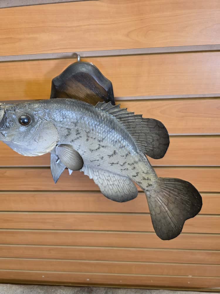 FHMF1 - 14” Crappie fish real skin taxidermy mount