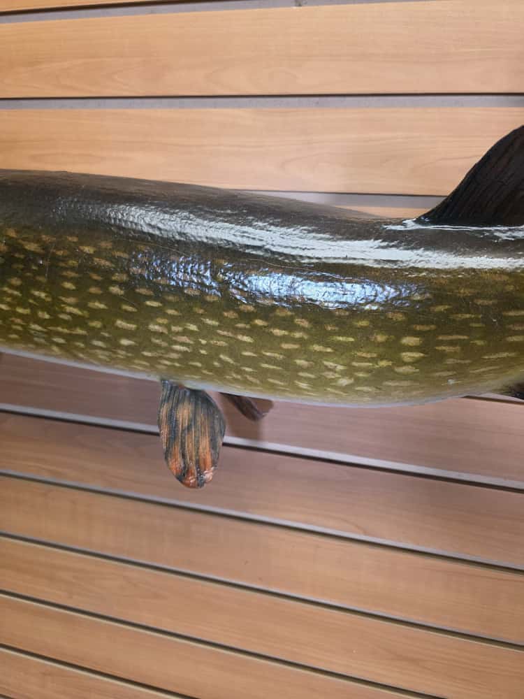 FHCM59 -38" Northern Pike Real Skin Fish Taxidermy