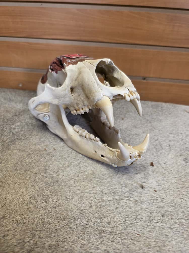 JTV261 - painted black bear skull