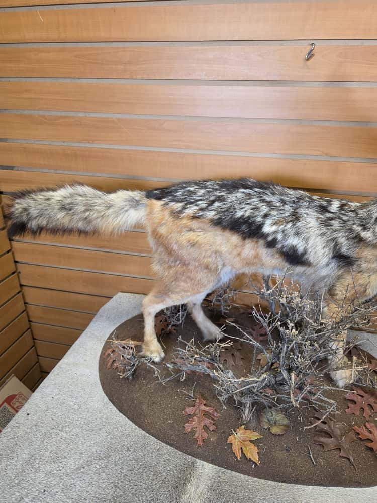 FHCM46 - African Black Jackal taxidermy mount