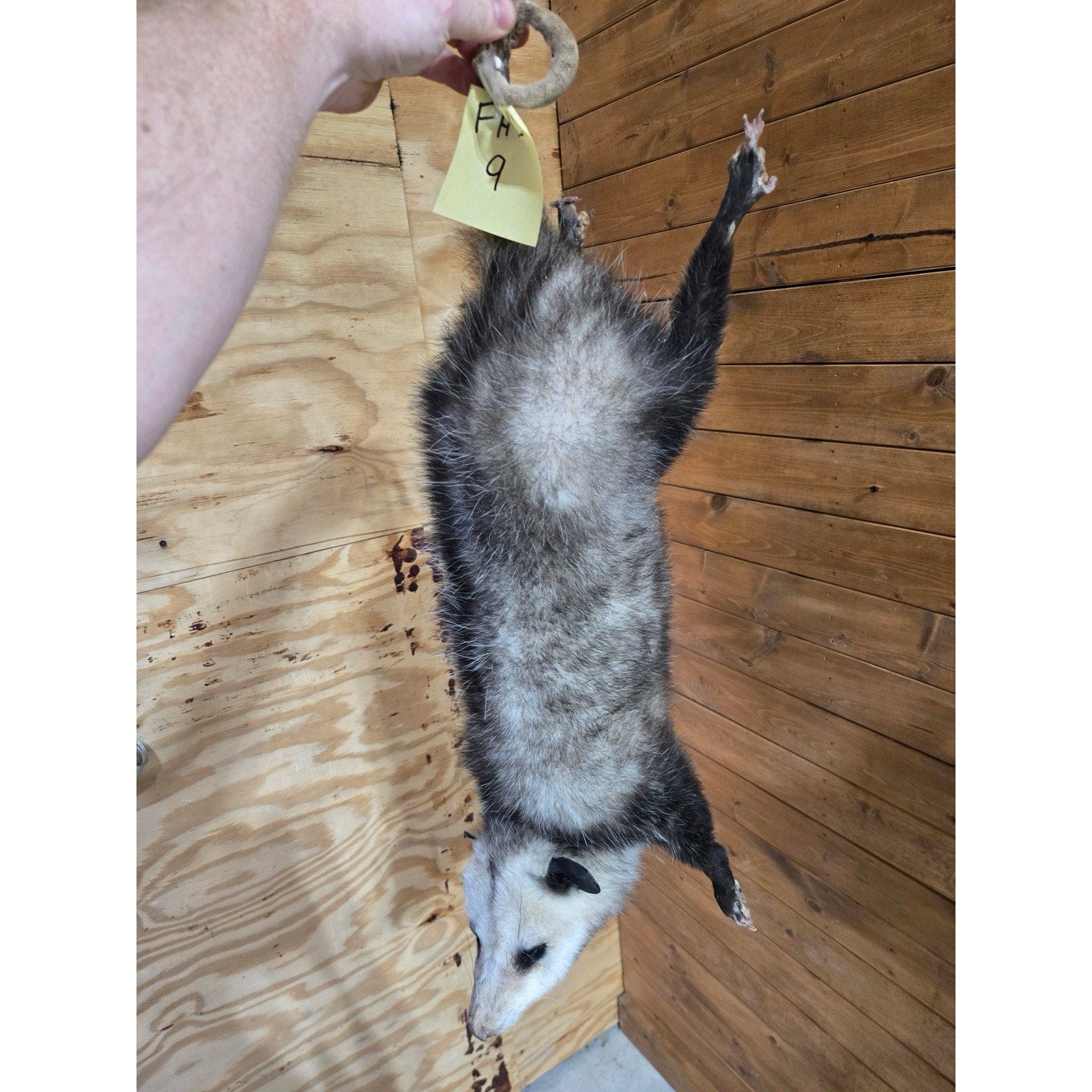 FHHCO9 - Hanging Opossum Full Body Taxidermy Mount