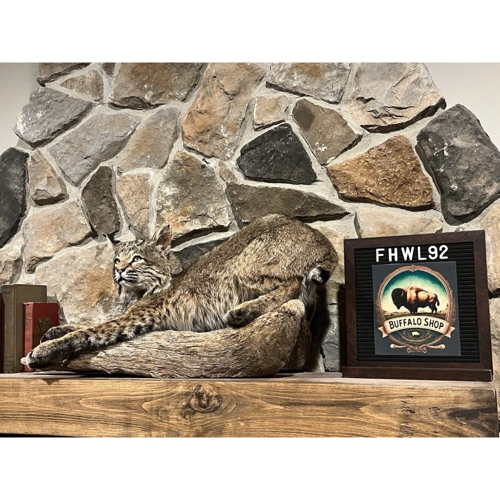 FHWL92 - Bobcat Taxidermy Full Body Mount
