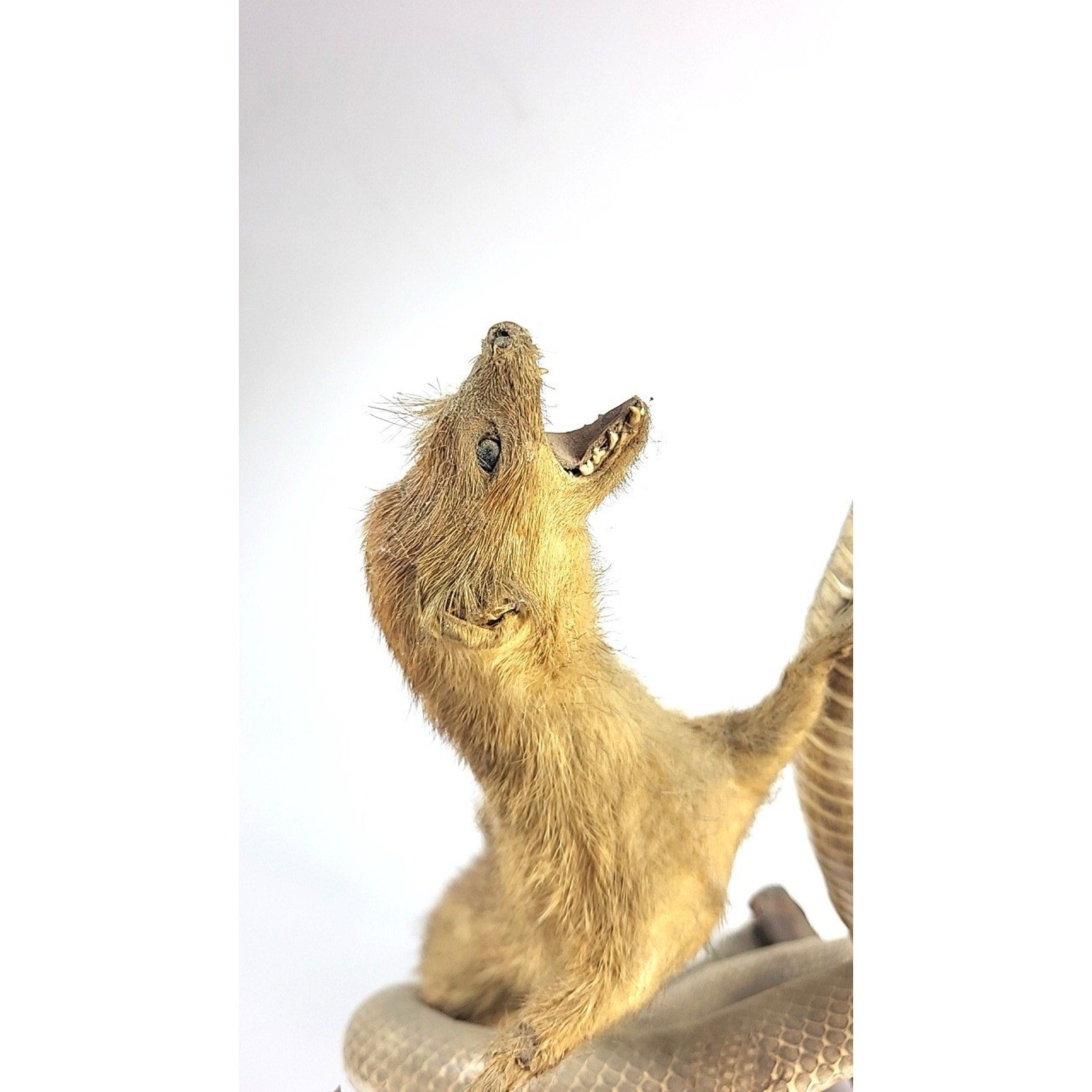 FHGDWL1 - Cobra And Two Mongooses Taxidermy Diorama On Wood Branch Base