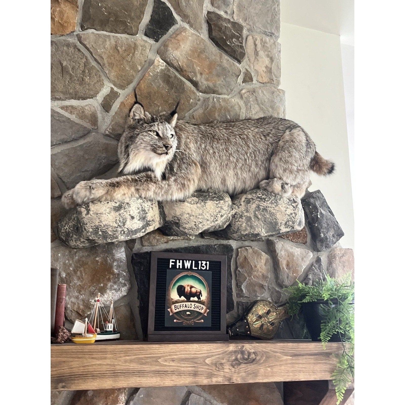 FHWL131 - Alaskan Lynx Taxidermy Full Body Mount Prime Fur