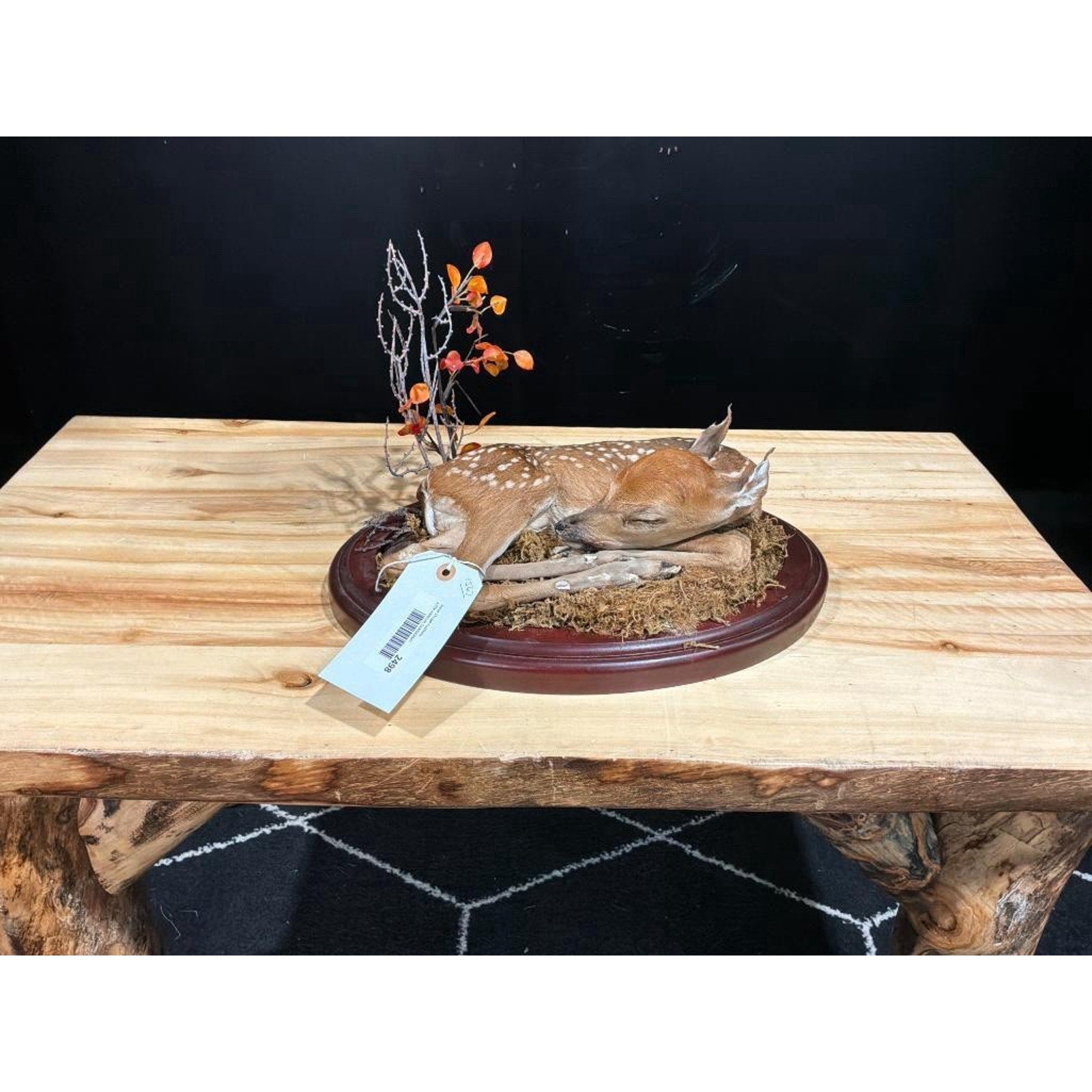 FHSC2498- Baby Deer Fawn tiny taxidermy mount