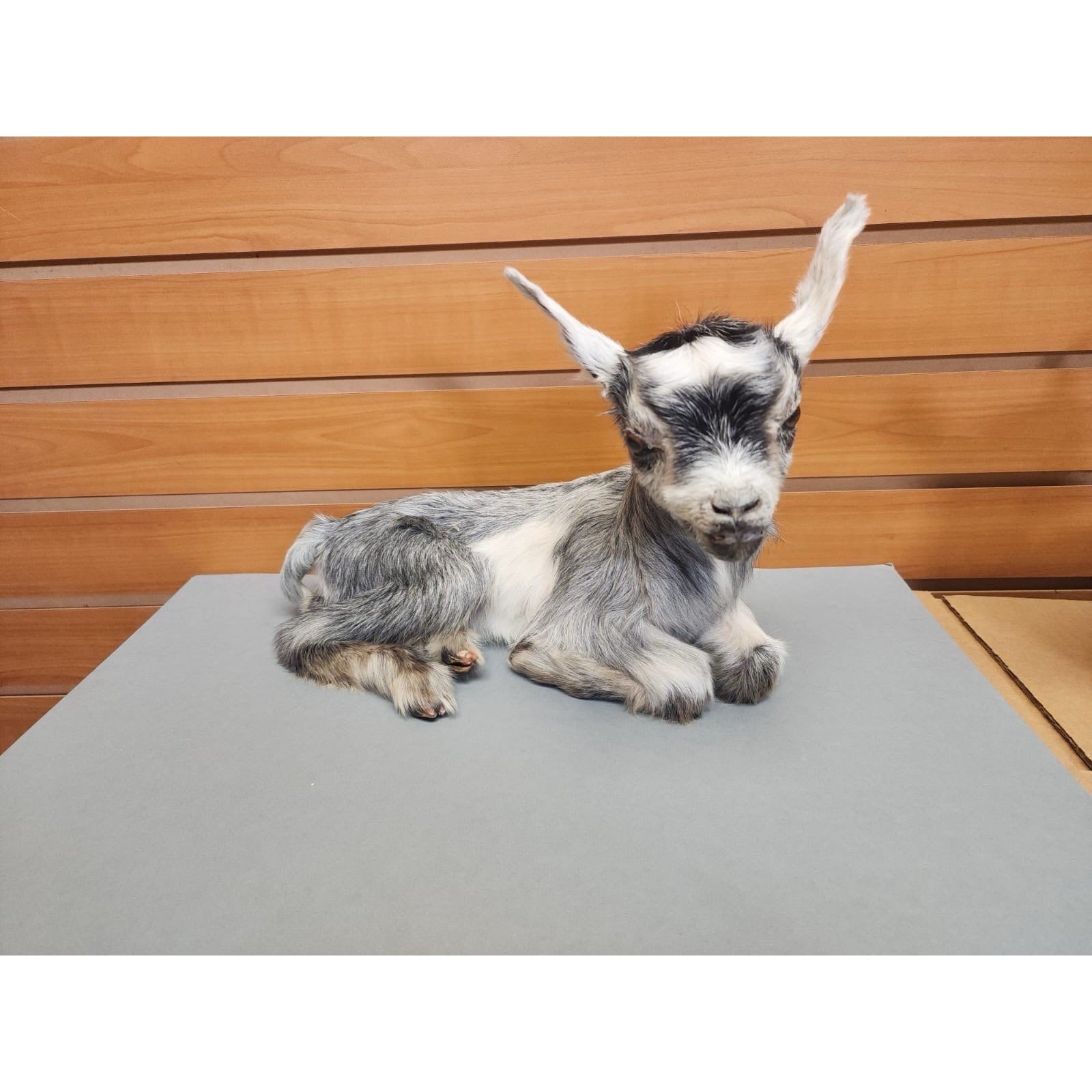Real Beautiful Goat Taxidermy Mount ($1250 Each)