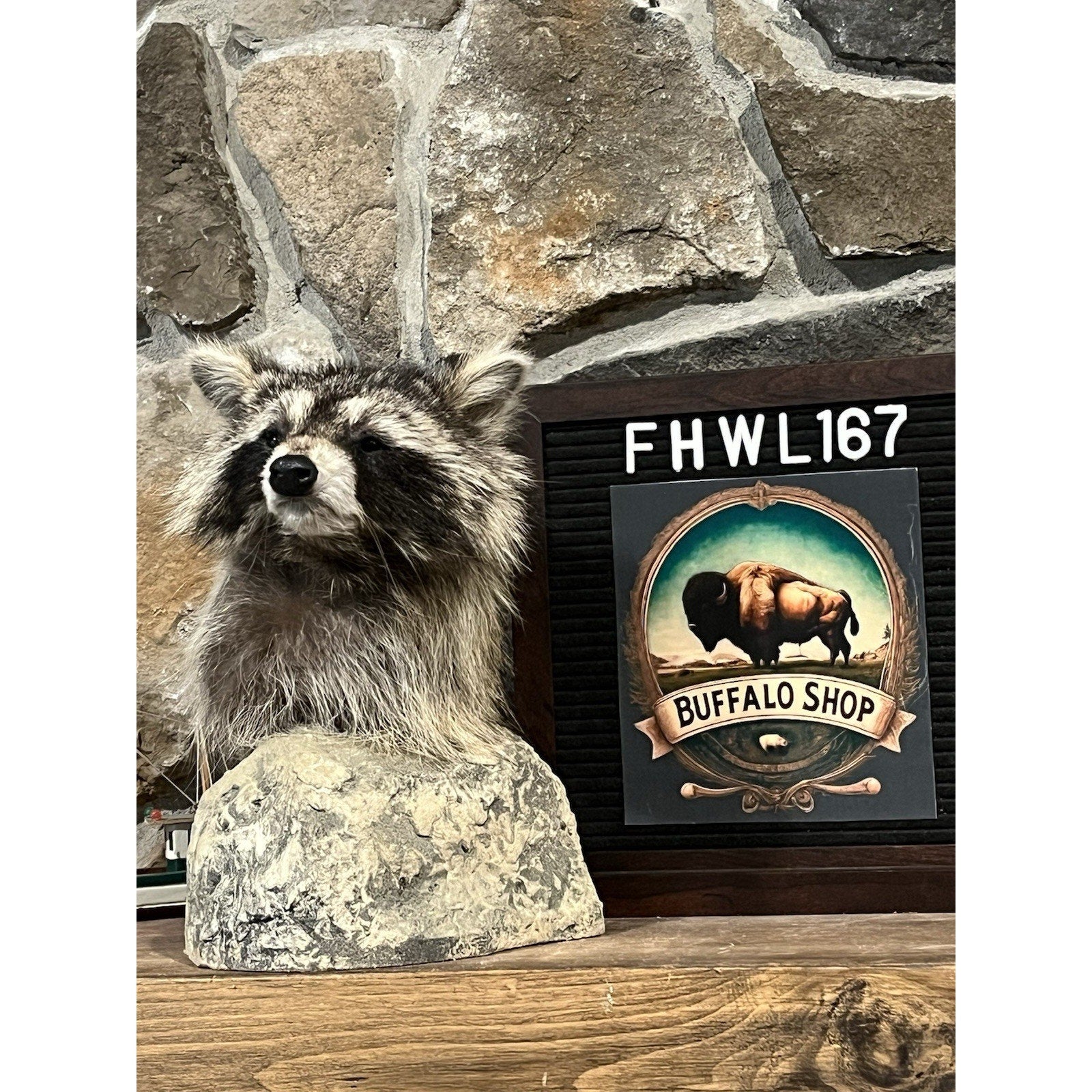FHWL167 -premium Raccoon Pedestal Taxidermy Mount