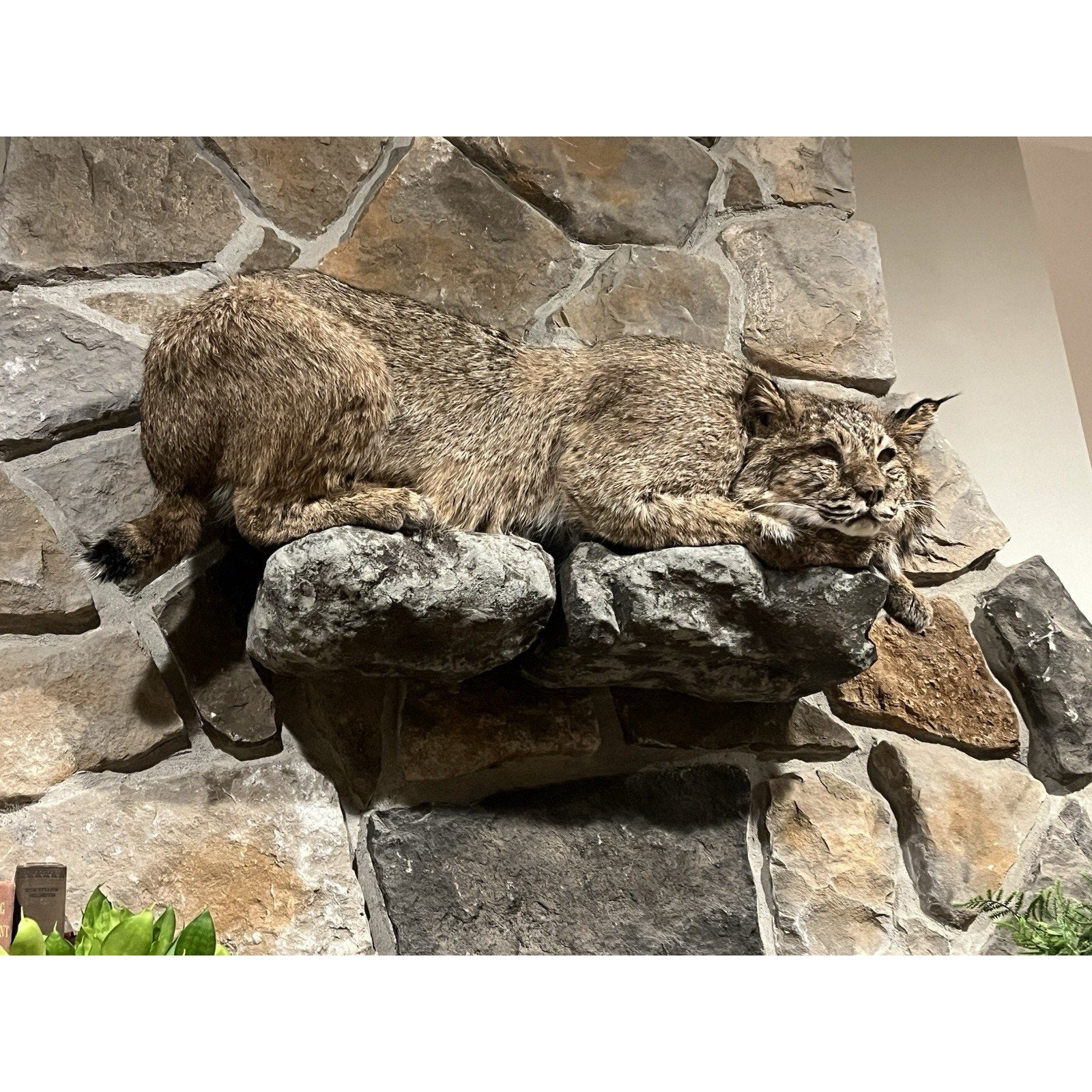 FHWL32 - Bobcat Taxidermy Full Body Mount