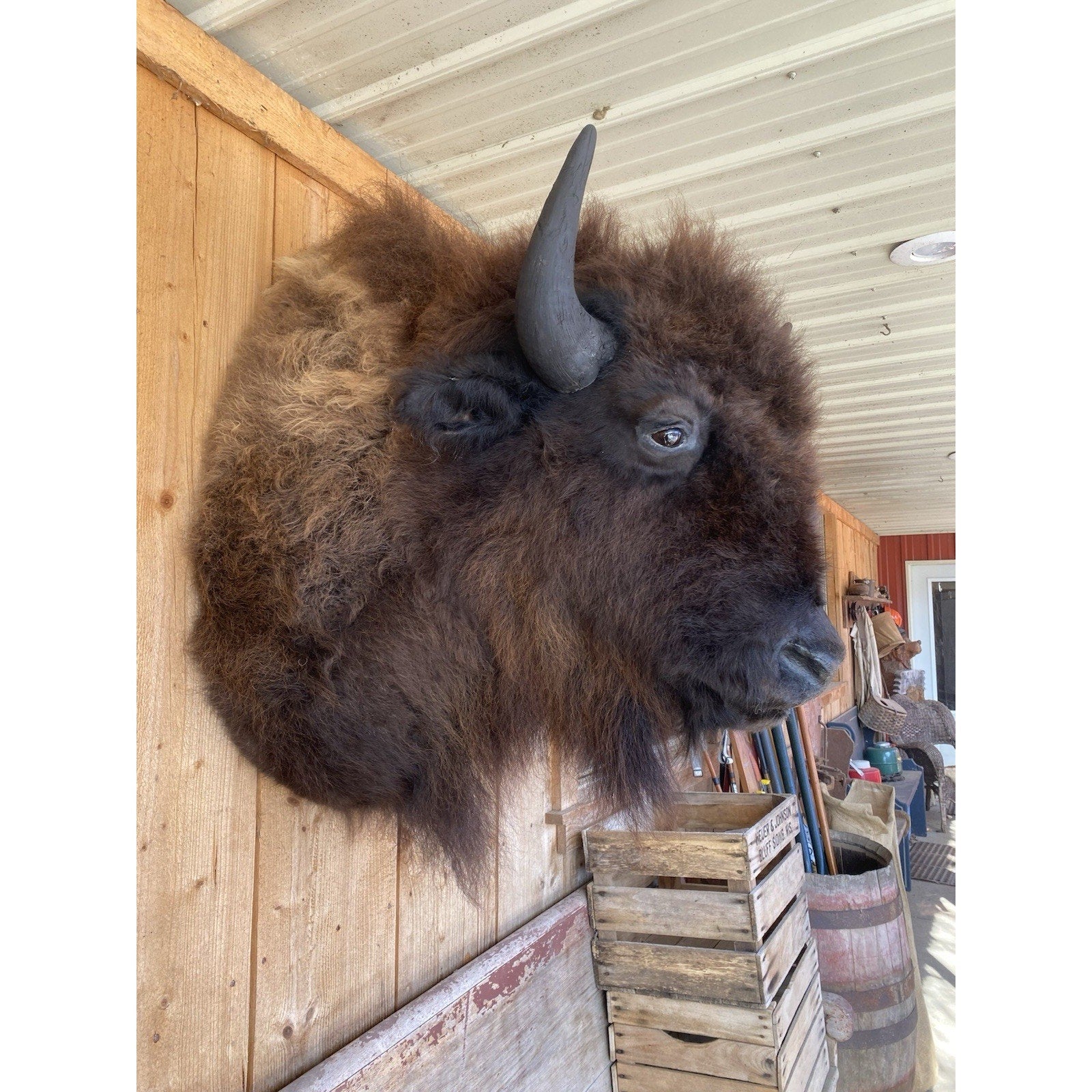 FHDAR6- XL Buffalo Taxidermy Shoulder mount Bull
