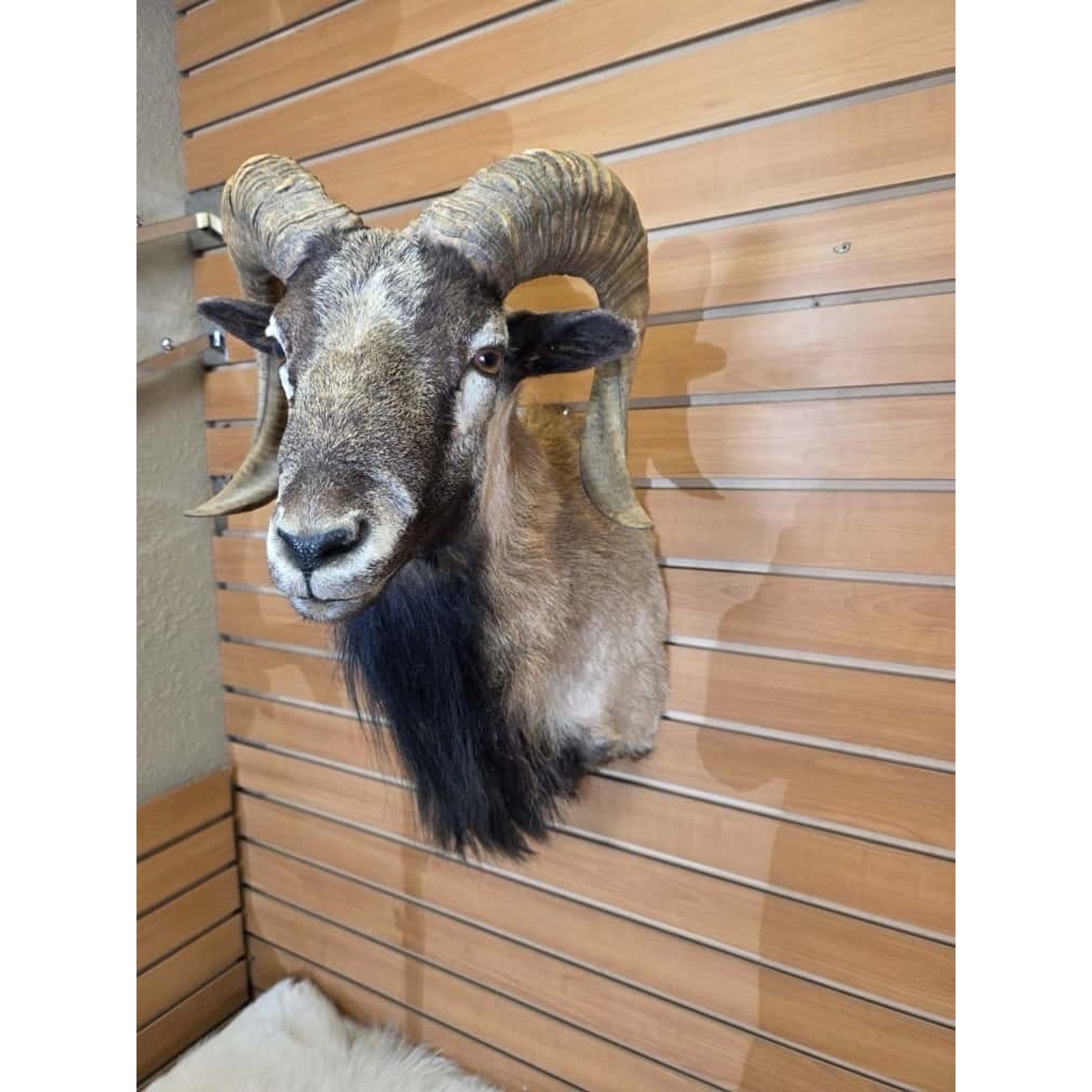 FHMN4 - Mouflon Ram taxidermy shoulder mount