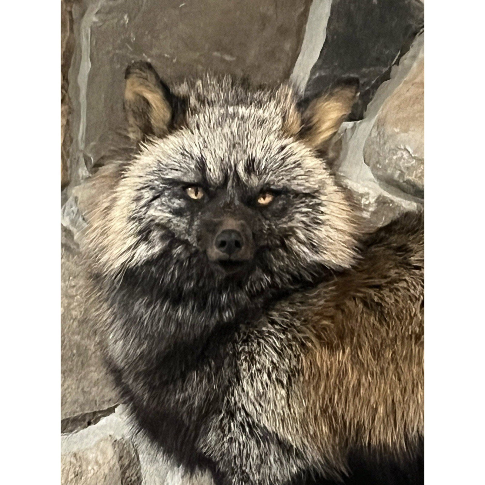 FHWL194- Museum Quality Ranch Fox Taxidermy mount