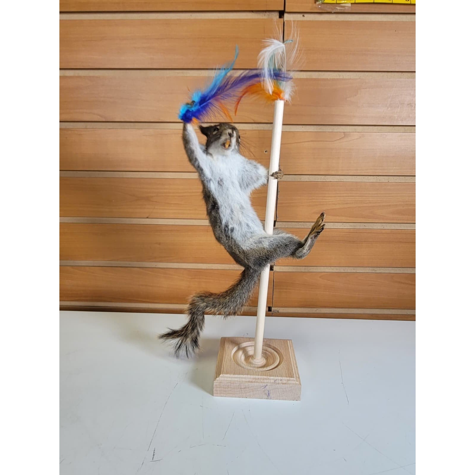 FHSQ311 - Stripping American Red Squirrel Taxidermy Mount