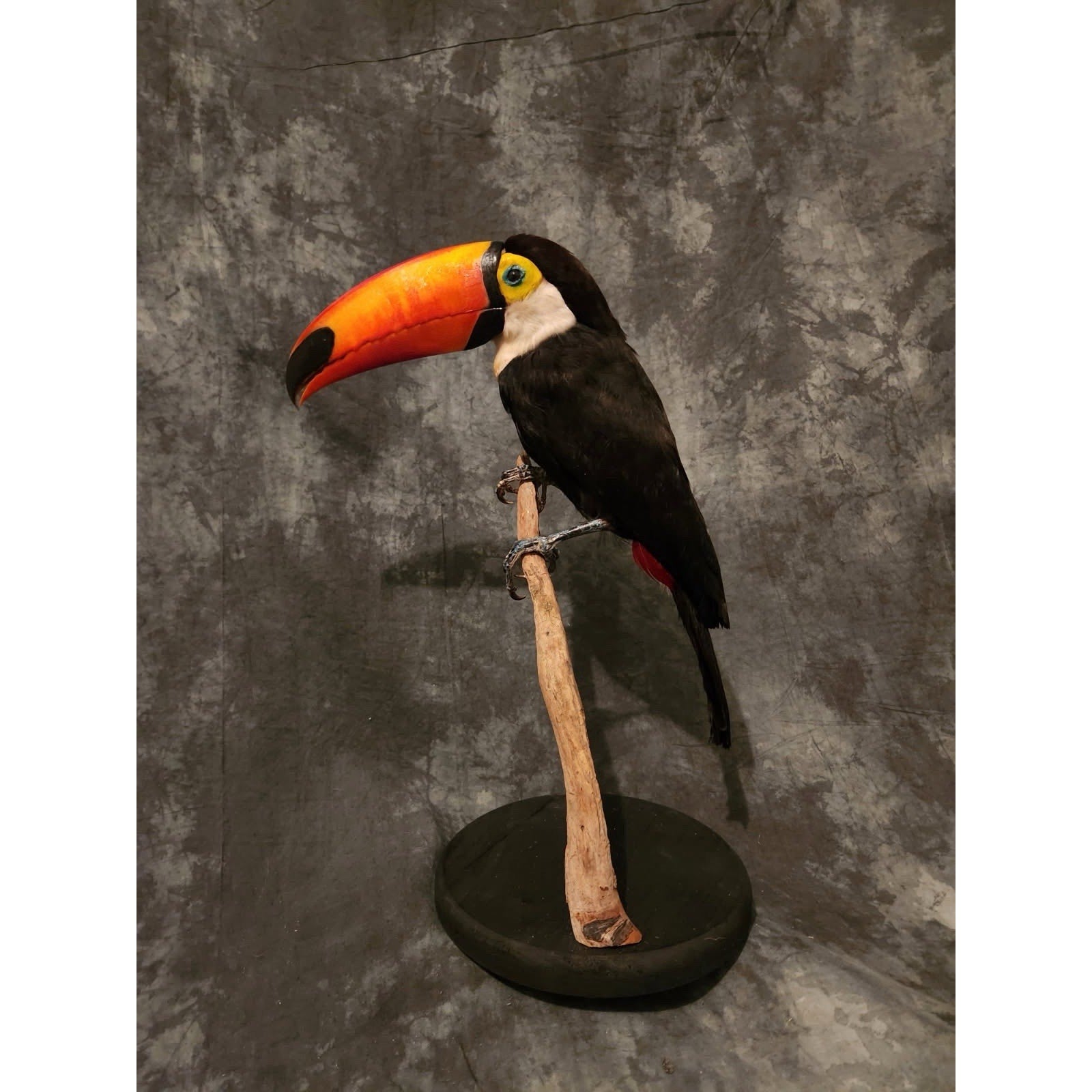 FHTOC711 - Museum Quality Real Toco Toucan Taxidermy Mount