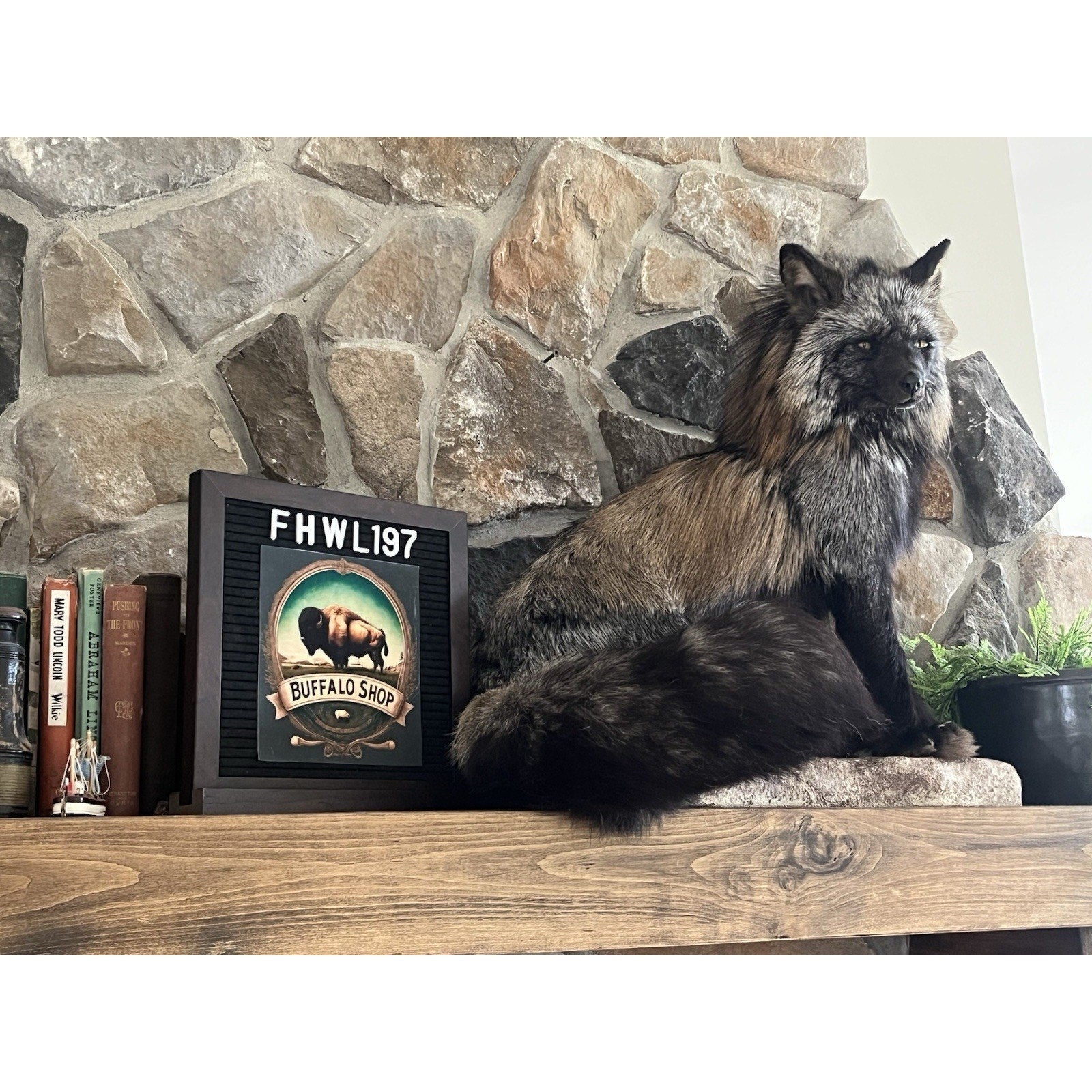 FHWL197- Museum Quality Ranch Fox Taxidermy mount