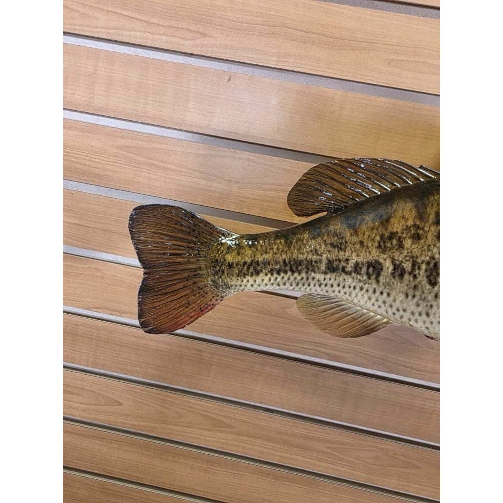JTV211 - Real Skin Bass Fish Taxidermy Mount 20”