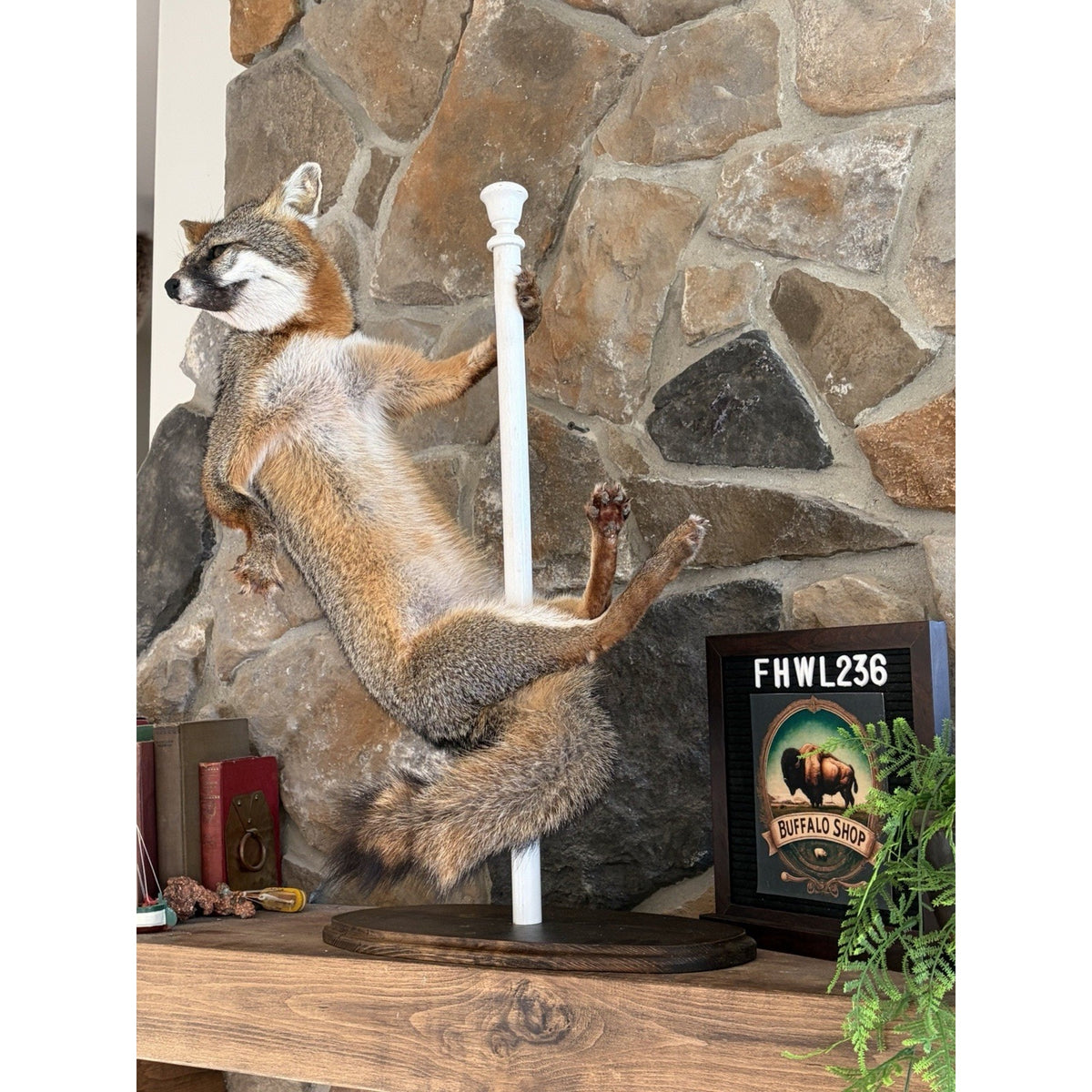 FHWL236- Grey Fox Taxidermy Full Body Mount Cabin Camp Man Cave