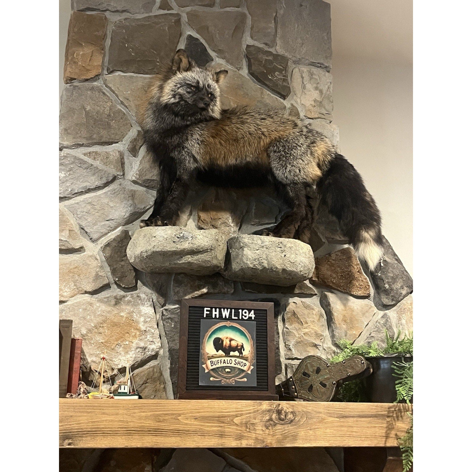 FHWL194- Museum Quality Ranch Fox Taxidermy mount