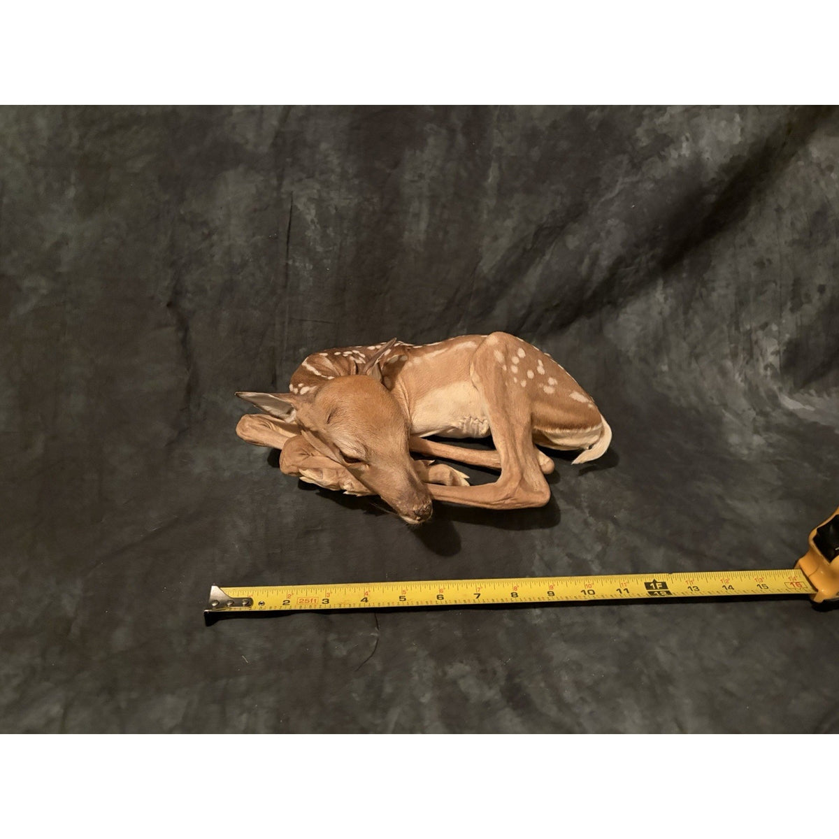 FHBRAD740 - Fawn Lifesize Taxidermy Mount Baby Deer