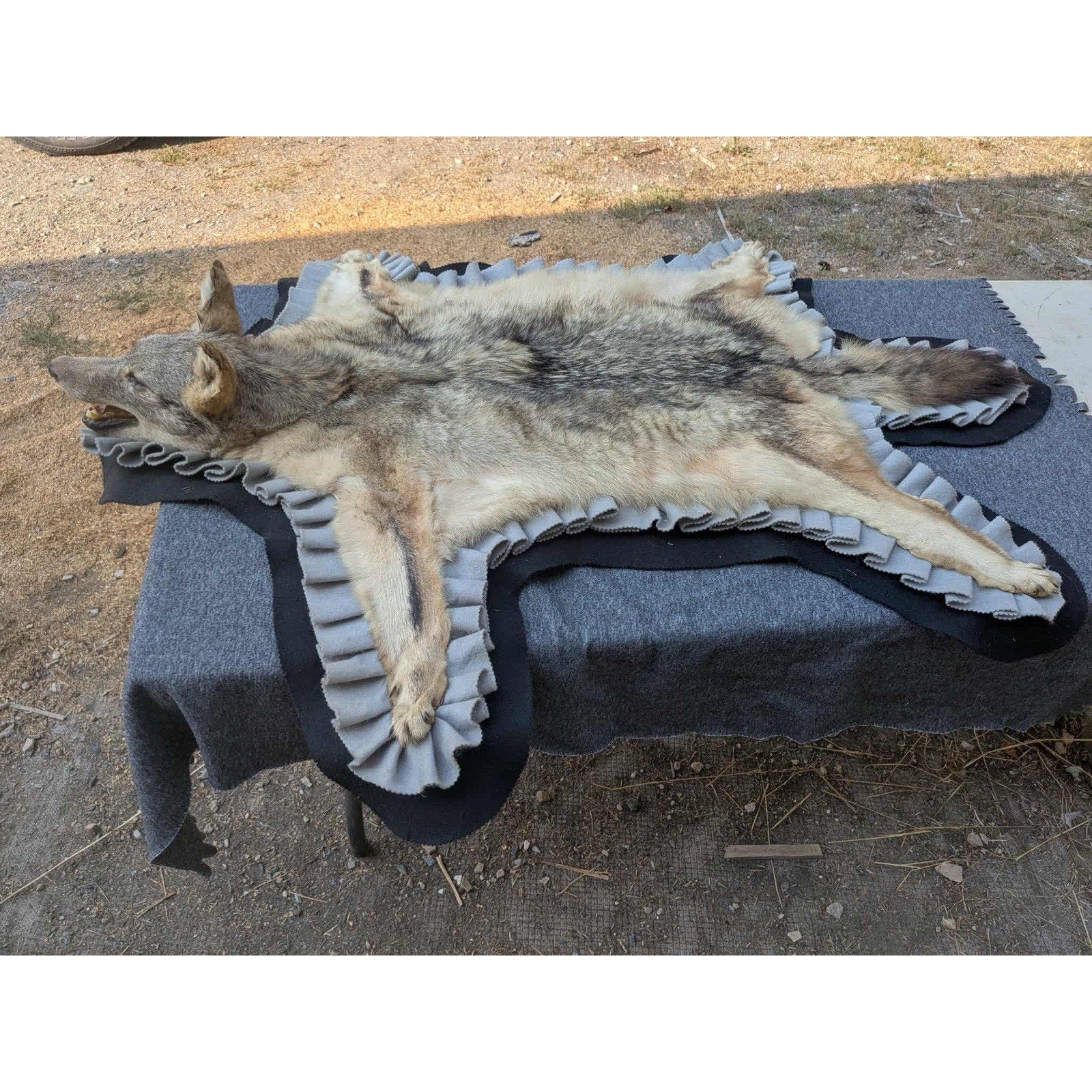 FHPAT122 - Vintage Coyote Rug or WALL Taxidermy Mount