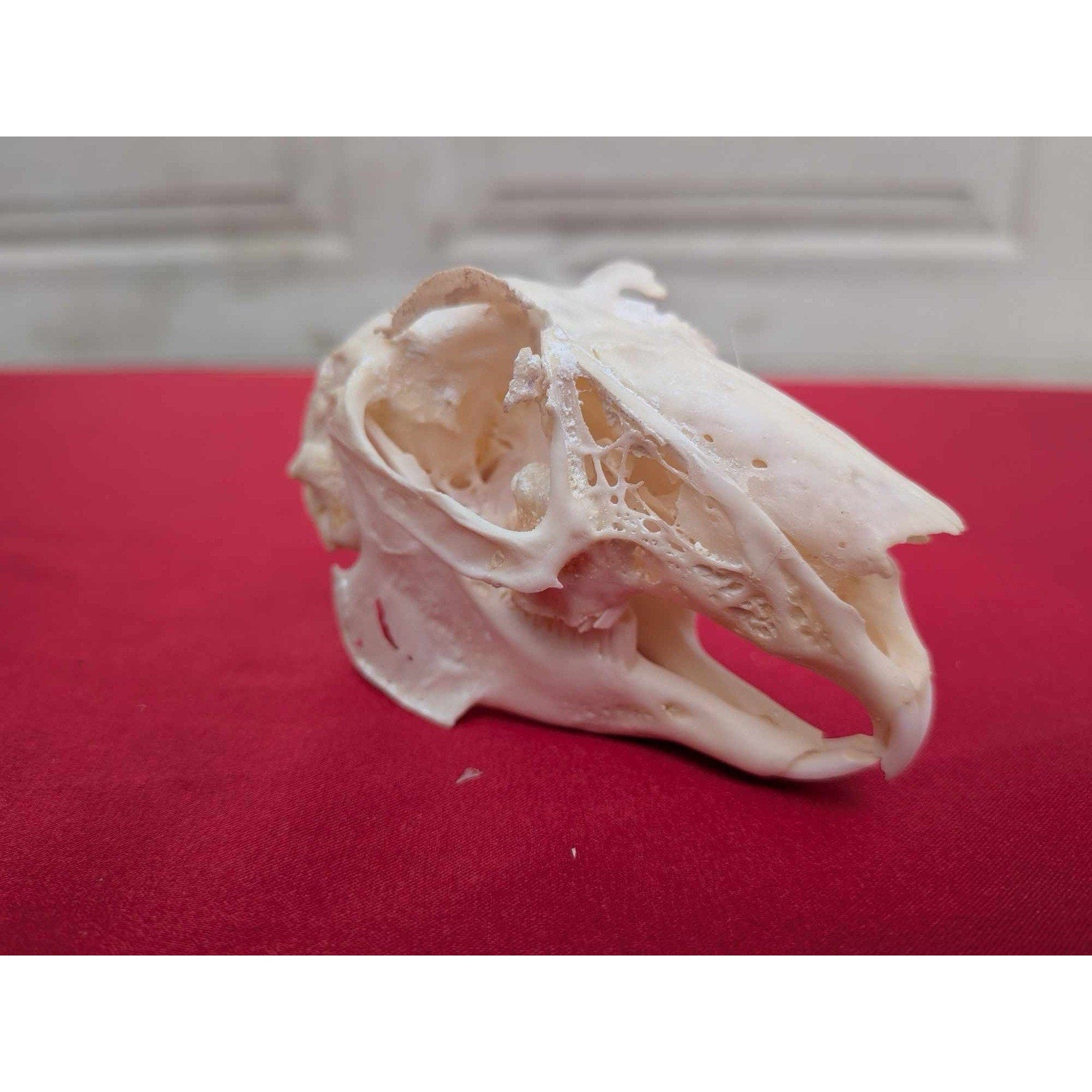 FHPAT83 - Real White-Tailed Jackrabbit Skull - Lepus townsendii