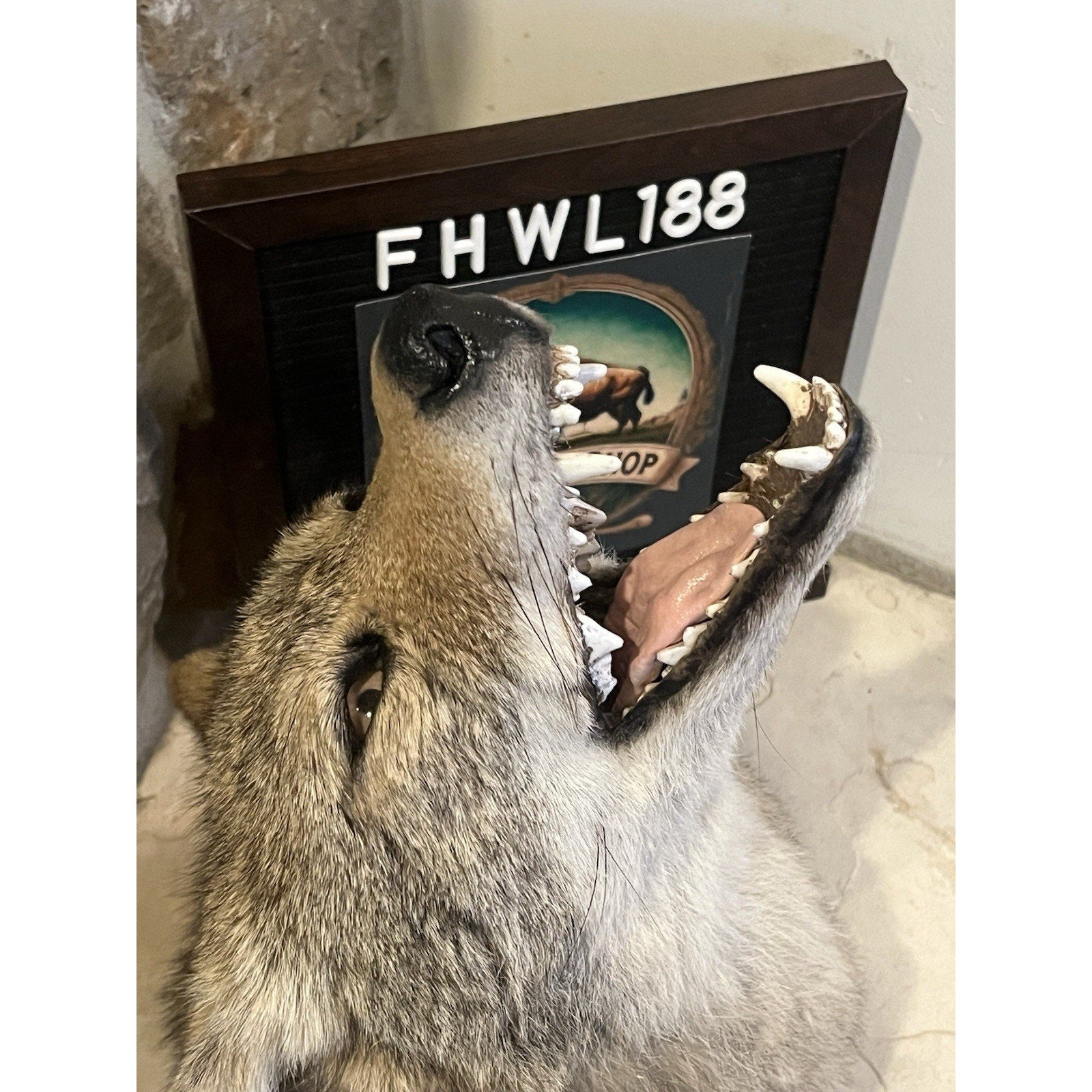 FHWL188 - Howling Coyote Shoulder Museum Quality mount Taxidermy