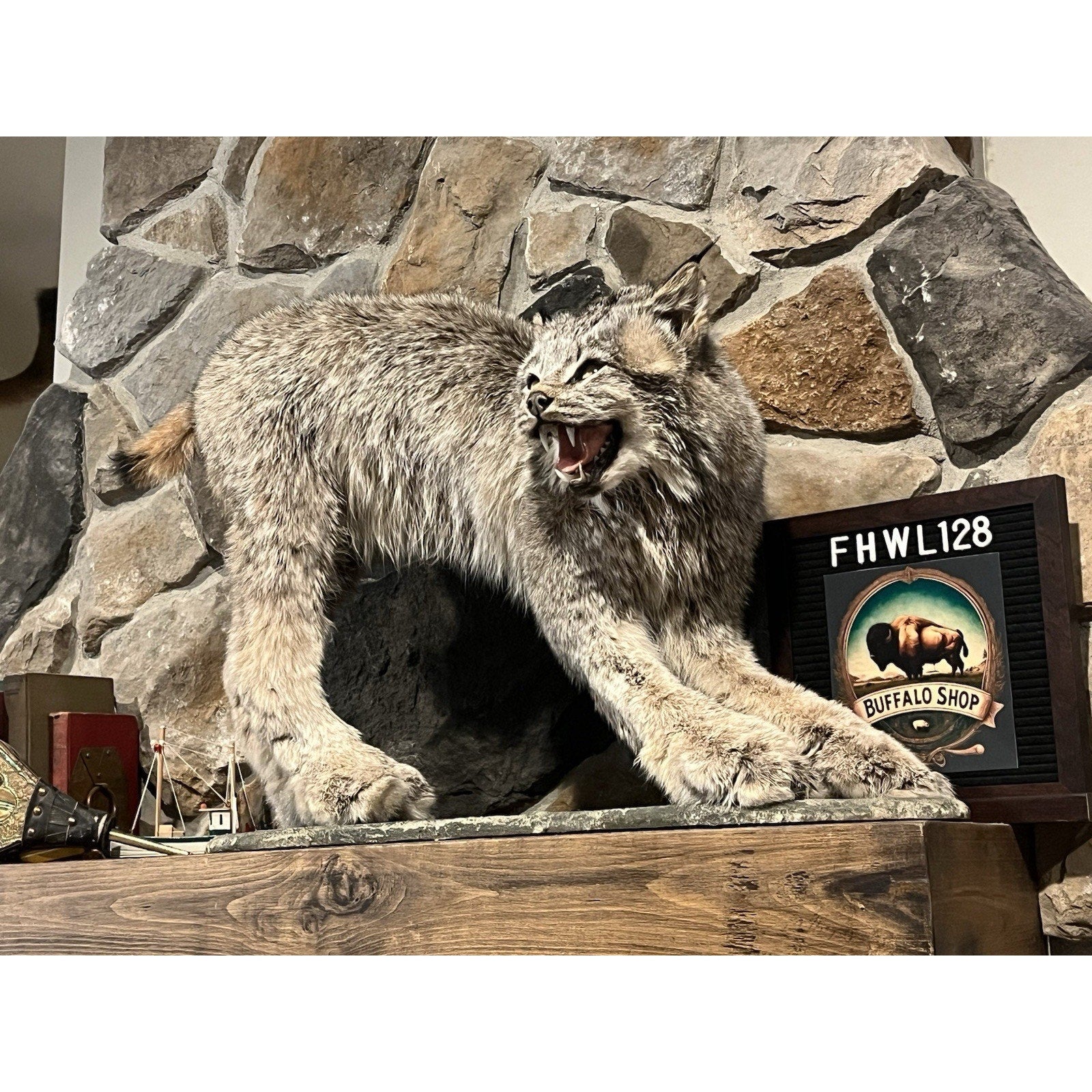 FHWL128 - Alaskan Lynx Taxidermy Full Body Mount Prime Fur