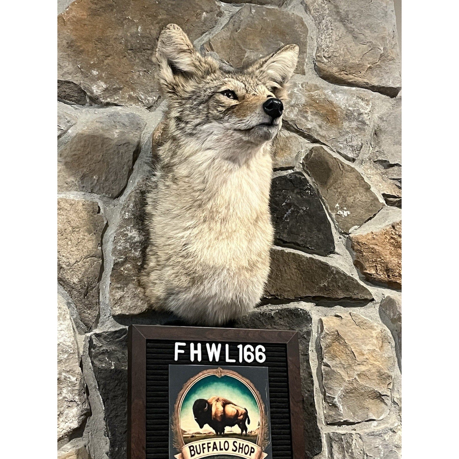 FHWL166 - Coyote Shoulder Museum Quality mount Taxidermy